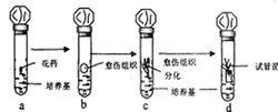 種子培養基