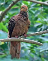 菲律賓鵑鳩
