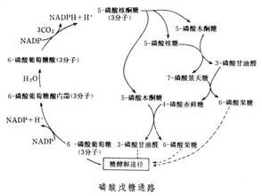 戊糖磷酸途徑