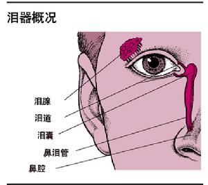 （圖）淚器疾病器官結構