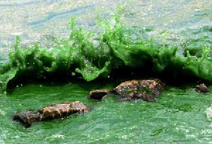 （圖）在昆明滇池海埂一線的岸邊，湖水如綠油漆一般