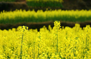 油菜花