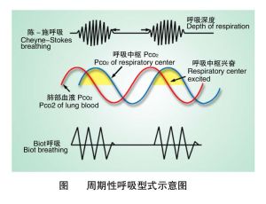 比奧呼吸