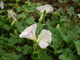 打碗碗花[旋花科植物]