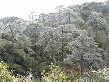 天宮山雪松