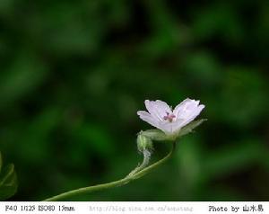 老鸛草鞘鏽菌