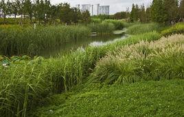 上海世博後灘濕地公園