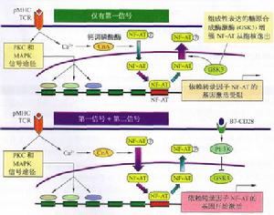 轉錄因子活化