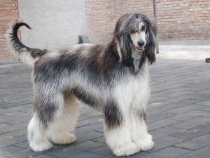 Afghan Hound