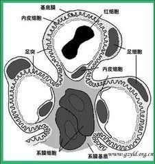 顯微結構