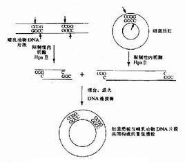 TDT[末端脫氧核苷酸轉移酶]