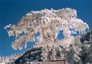 轎子雪山