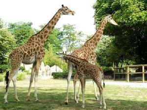 巴黎萬塞訥動物園