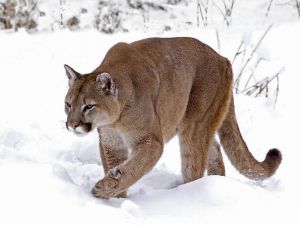 俄勒岡州美洲獅