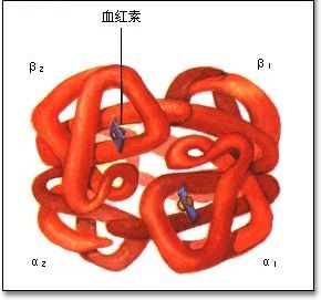 頭孢沙定