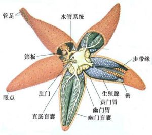 利什曼原蟲