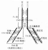 免疫球蛋白輕鏈