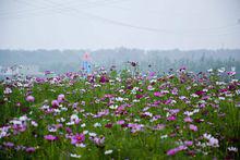 紫海芳庭薰衣草莊園