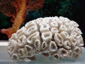 塞利杯形珊瑚
