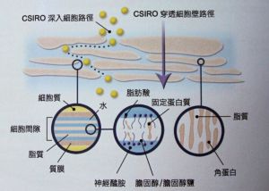 csiro專利傳送技術