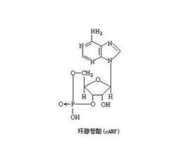 cAMP[環磷酸腺苷]