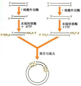 同聚物加尾法