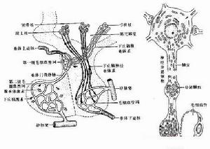 腺垂體功能減退症