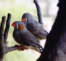 珍珠鳥[雀形目梅花雀科草雀屬鳥類]