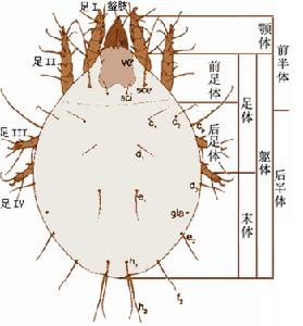 竹虱子