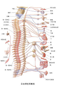 神經調節