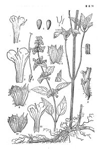 Melissa Officinalis