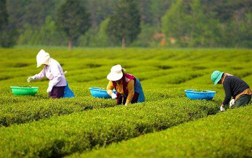 日照綠茶