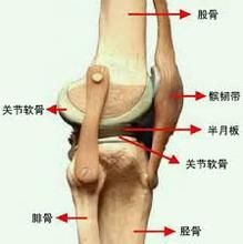 骨關節