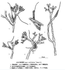 亞雙叉粉枝藻