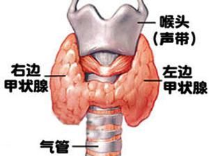 甲狀腺位置