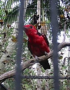 緋紅果傘鳥