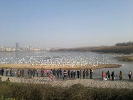 三門峽市天鵝湖城市濕地公園