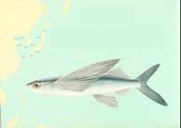 大西洋燕鰩魚