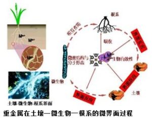 重金屬富集係數