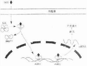 糖皮質激素受體