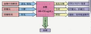 運動與糖代謝