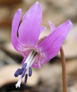 豬牙花屬