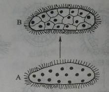 合胞體學說