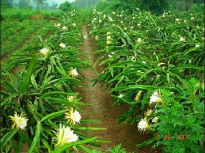 火龍果[仙人掌目仙人掌科植物]