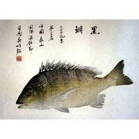 謝春明魚拓作品 黑鯛