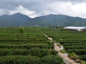 騰衝高山烏龍茶觀光園區