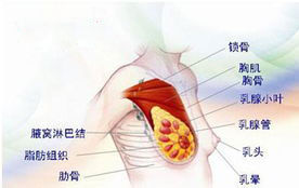 漿細胞性乳腺炎