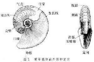 菊石