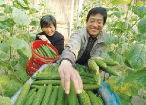 （圖）平耿店村村民種植黃瓜