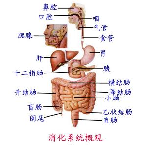 人體器官